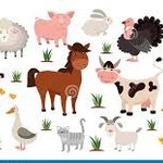 Animaux - Élevage