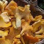Alimentation - Champignons