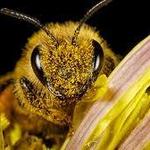 Animaux - Apiculture